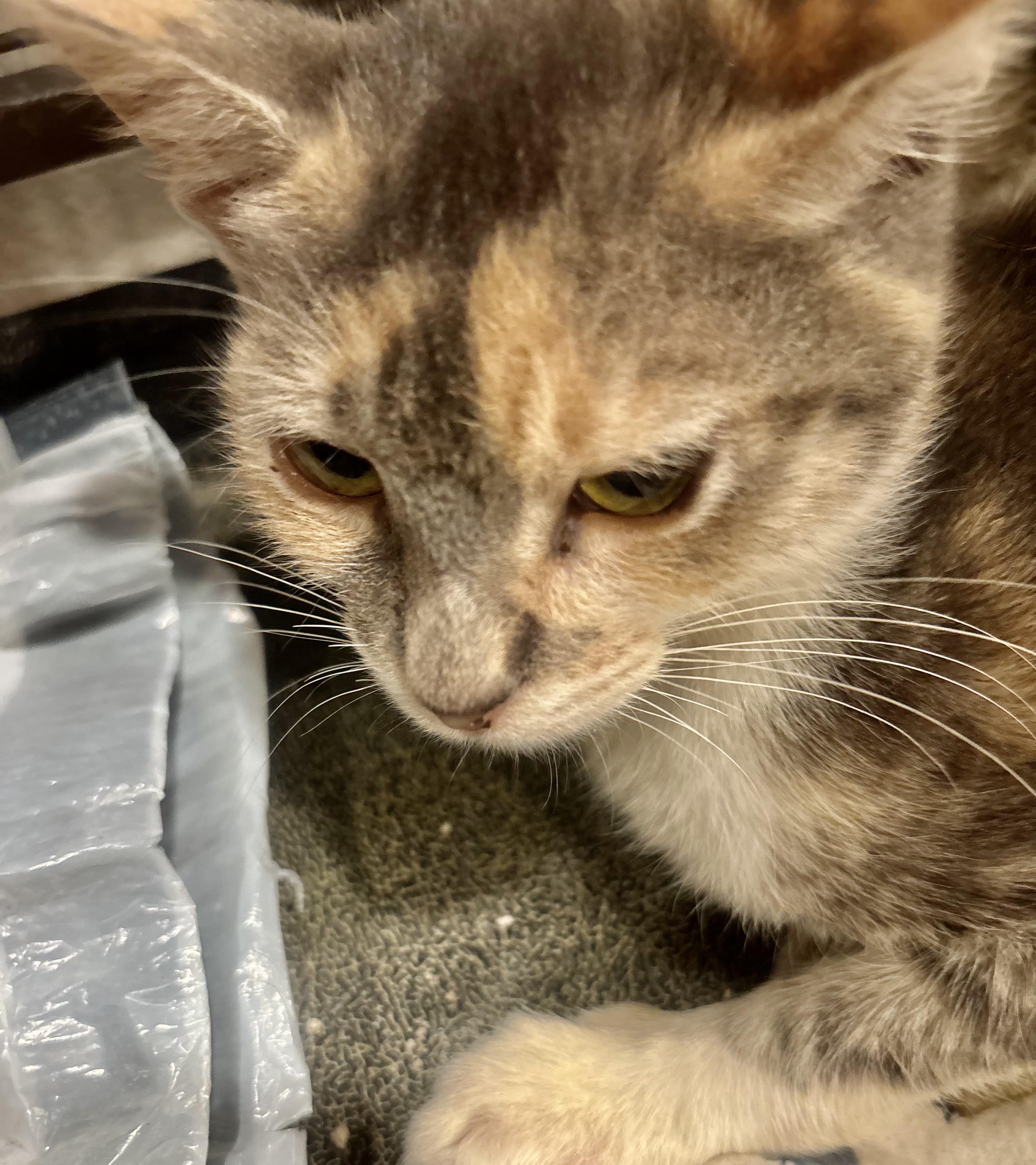 Enlarge Ethel (more pics/video coming soon!!), a Adoptable Domestic Short Hair in Kent, WA image 1/2