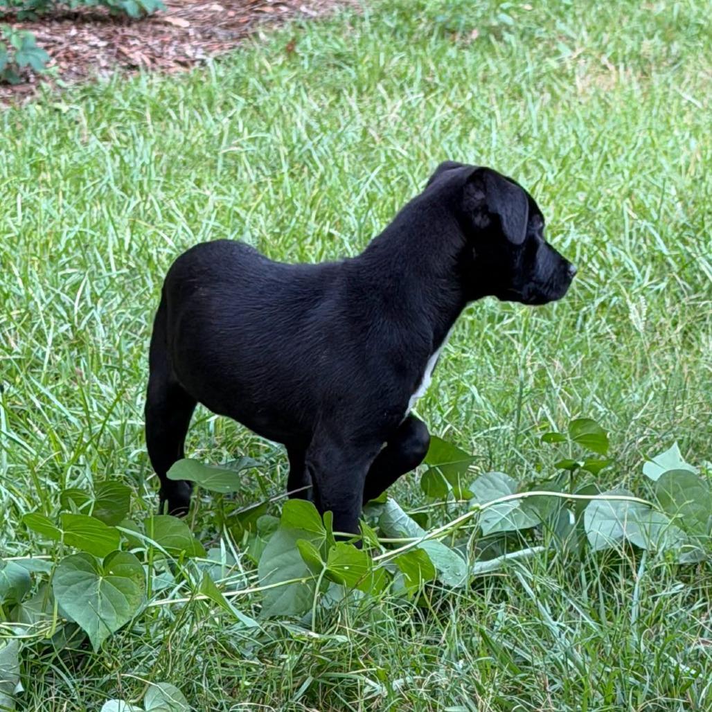 Rose fka Radiance, Adoptable, Puppy Female Retriever.