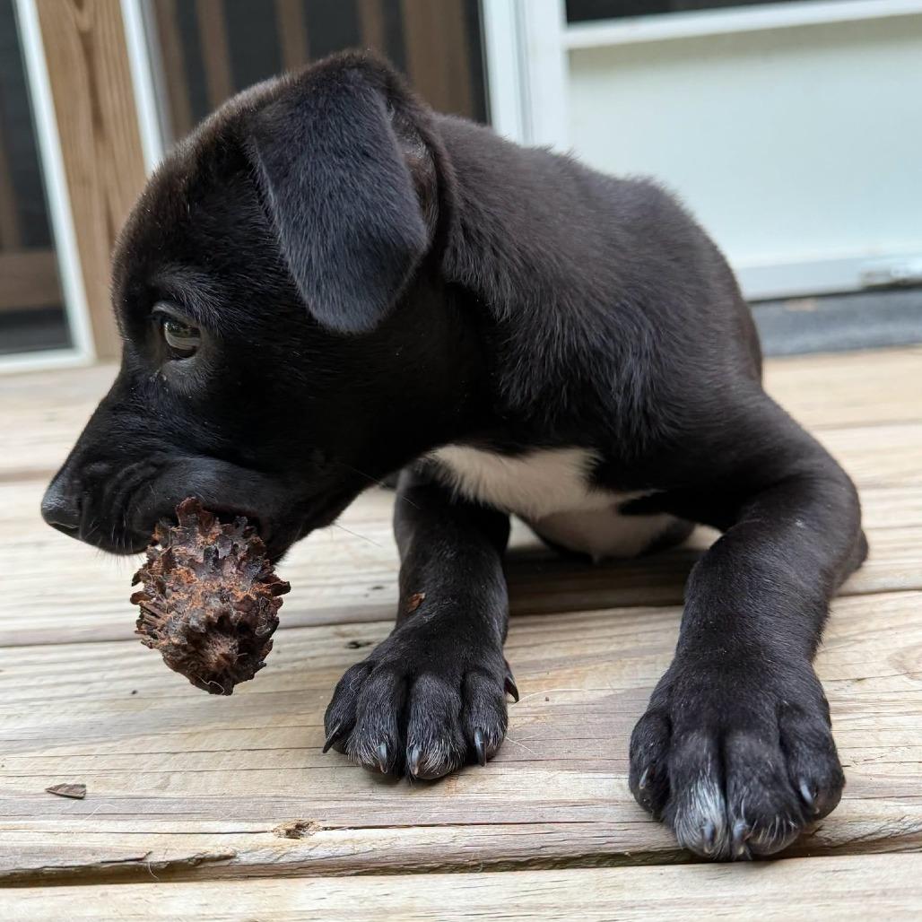 Rose fka Radiance, a Adoptable Retriever in Enterprise, AL image 3/5