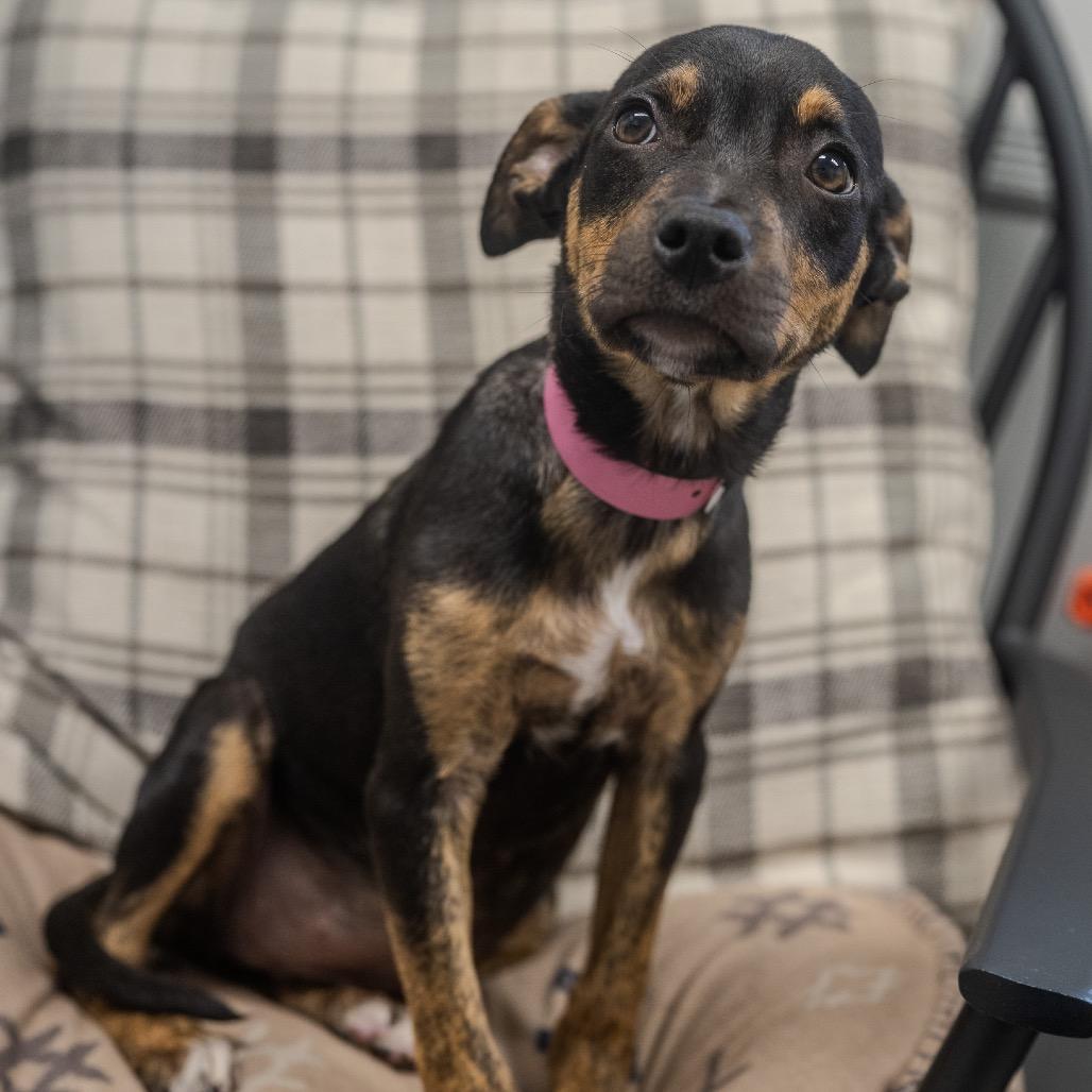 Eliza, Adoptable, Puppy Female Hound & Mixed Breed.