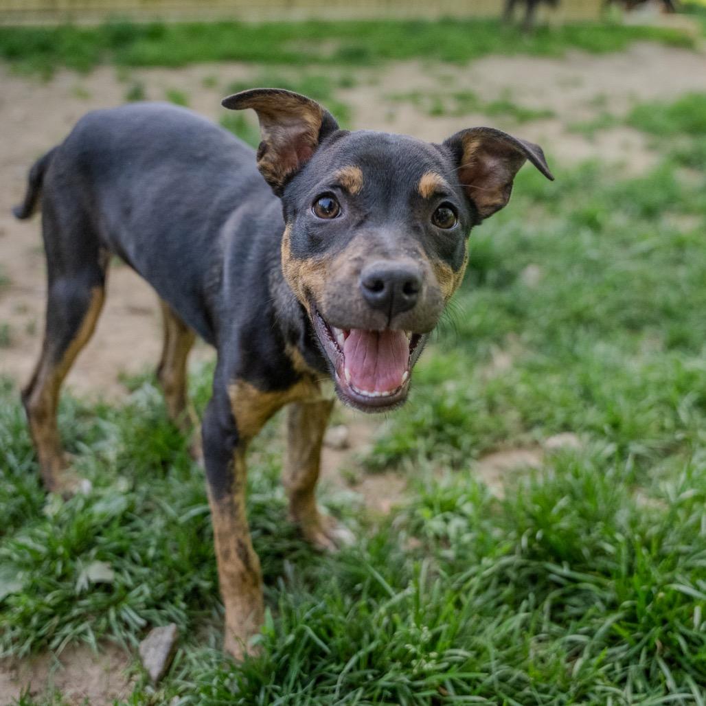 Eliza, a Adoptable mixed breed in Pawling, NY image 2/6