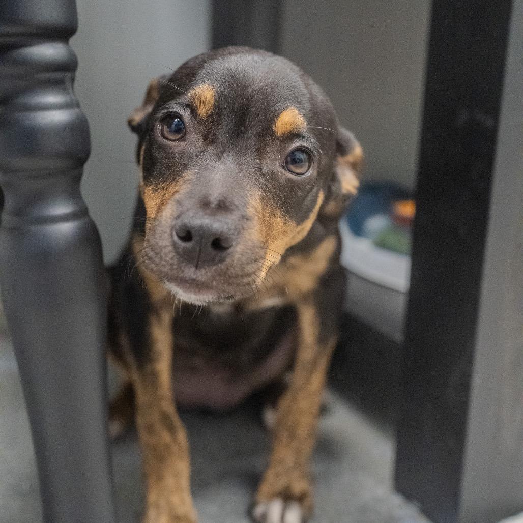 Eliza, a Adoptable mixed breed in Pawling, NY image 3/6