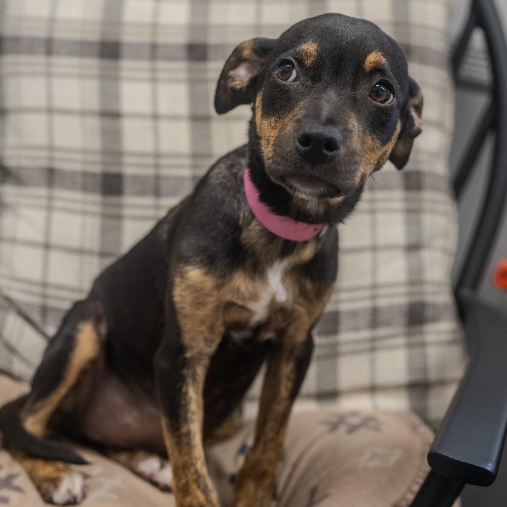 Eliza, a Adoptable mixed breed in Pawling, NY image 4/6