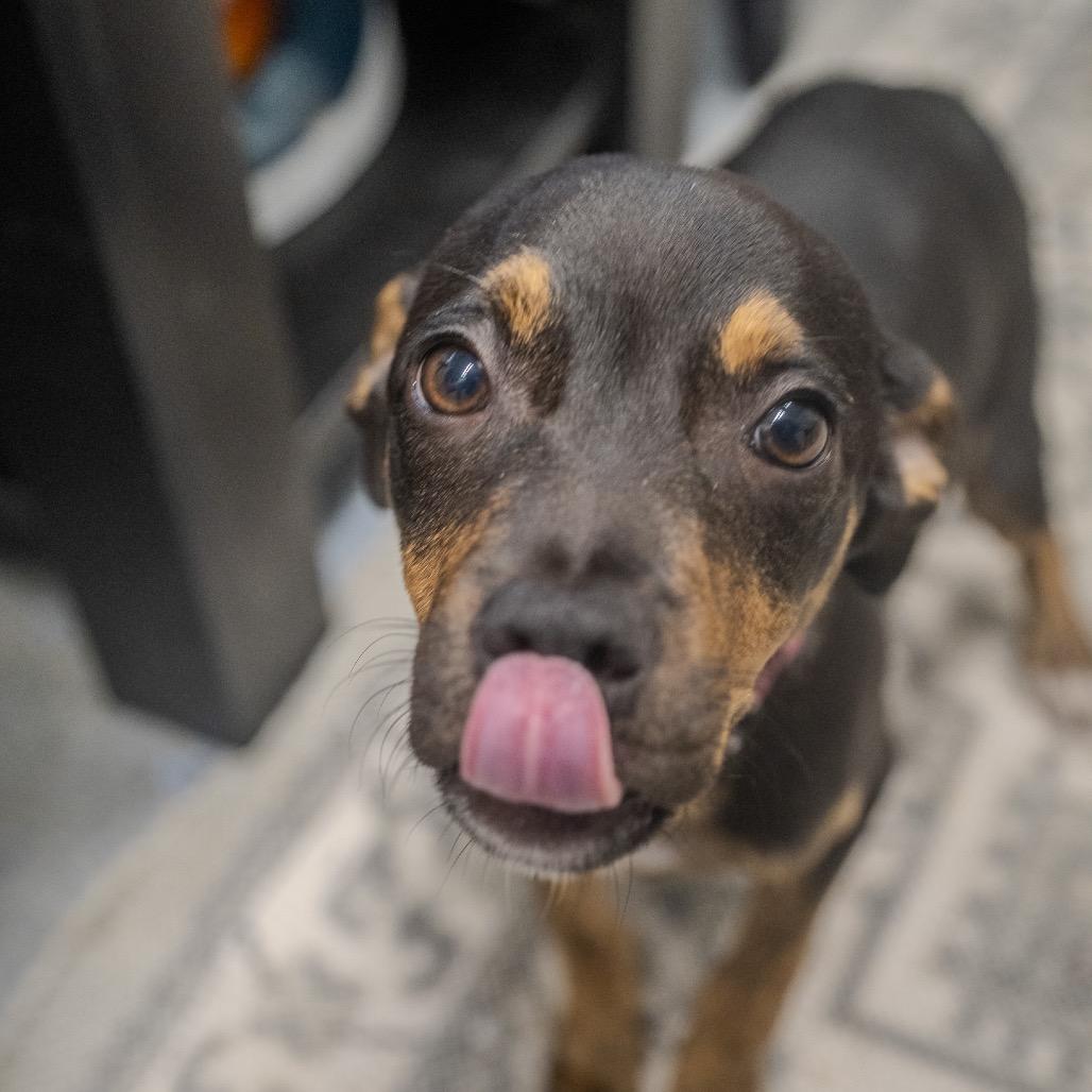 Eliza, a Adoptable mixed breed in Pawling, NY image 5/6
