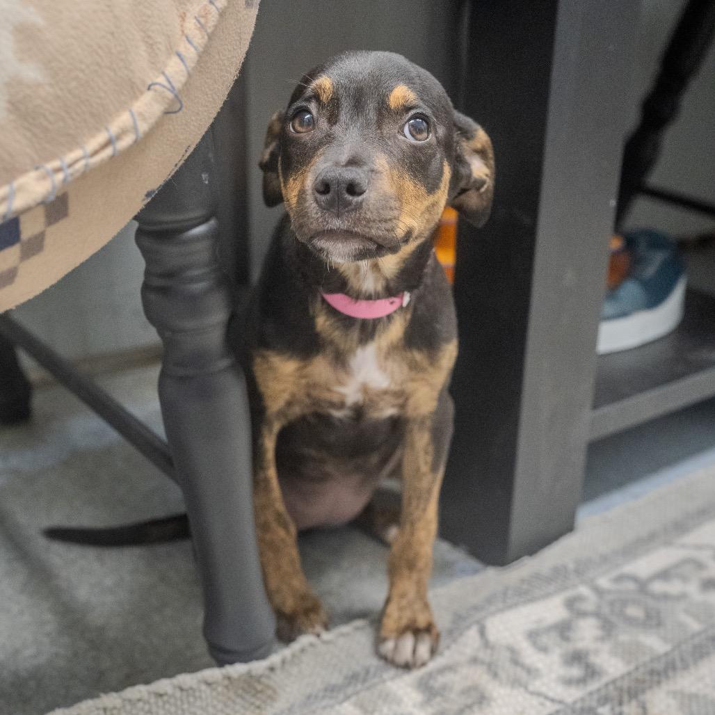 Eliza, a Adoptable mixed breed in Pawling, NY image 6/6