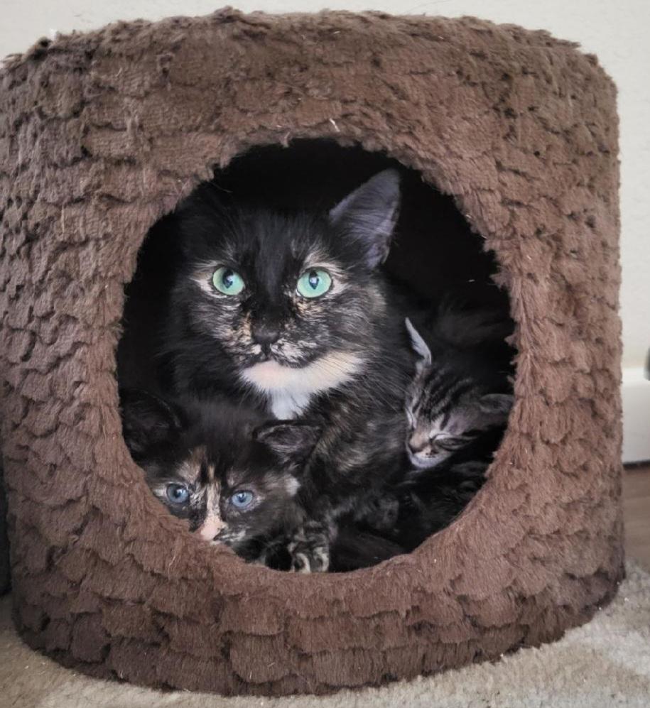 Enlarge Sophia , a ADOPTABLE Domestic Short Hair in Seattle, WA image 1/5