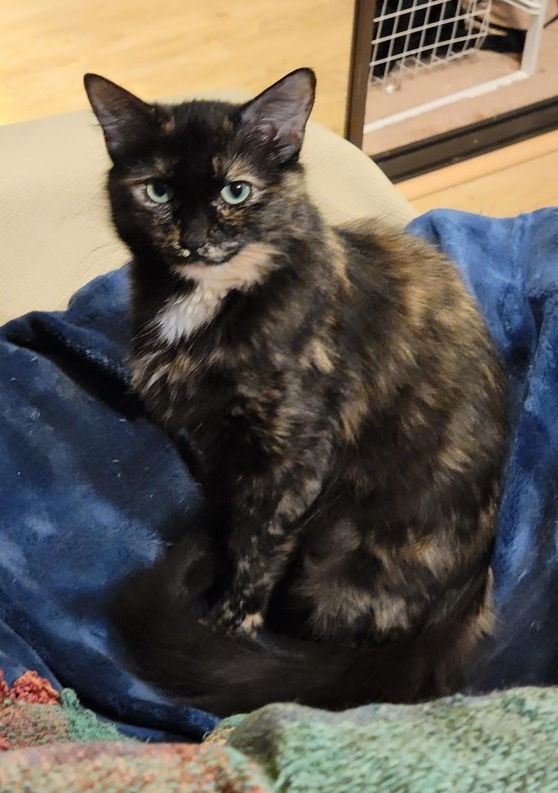 Enlarge Sophia , a ADOPTABLE Domestic Short Hair in Seattle, WA image 2/5