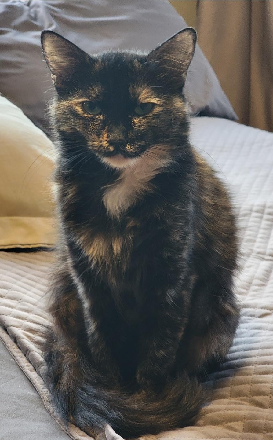 Enlarge Sophia , a ADOPTABLE Domestic Short Hair in Seattle, WA image 3/5