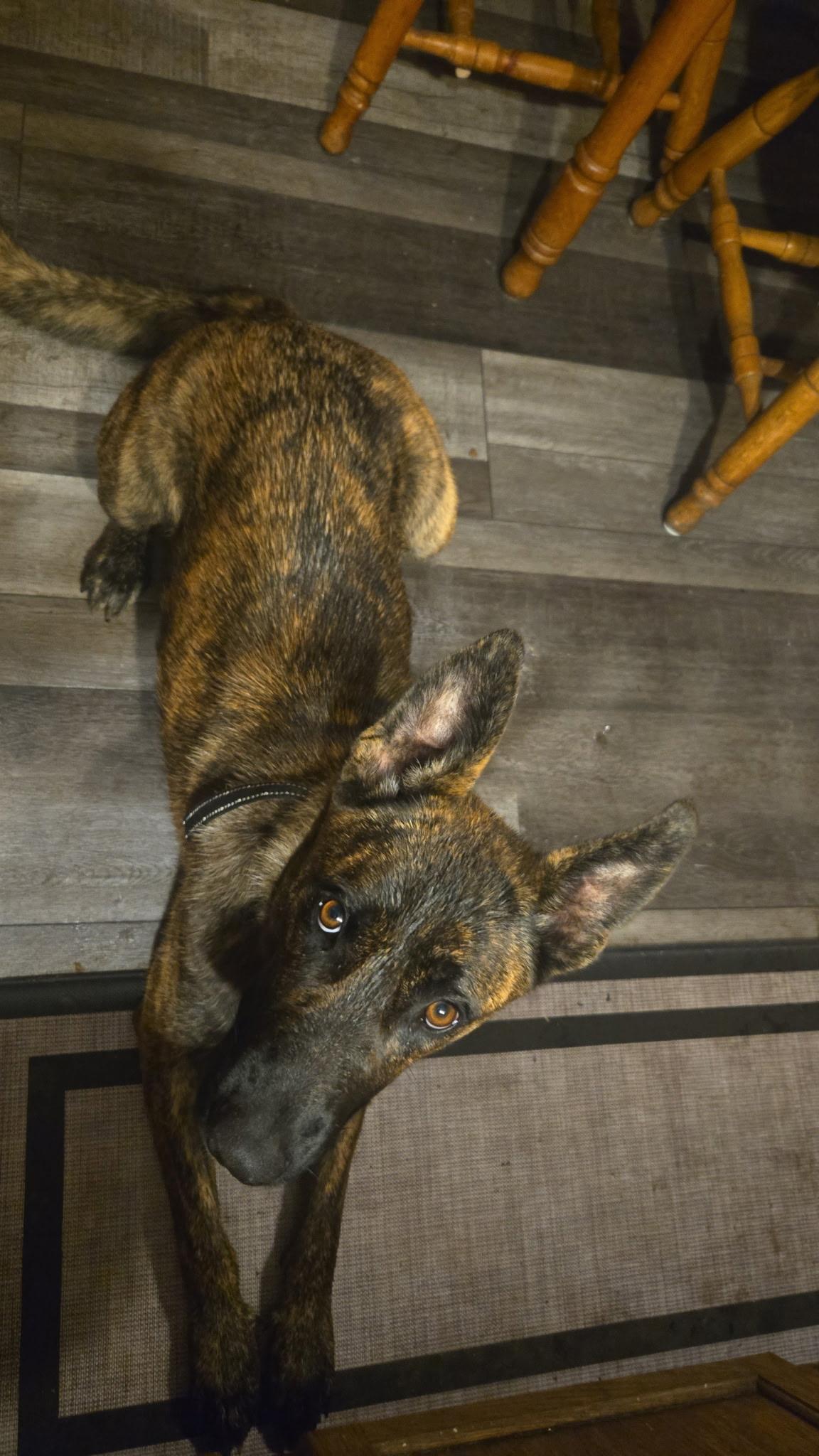 Liesel, Adopted, Adult Female German Shepherd Dog.