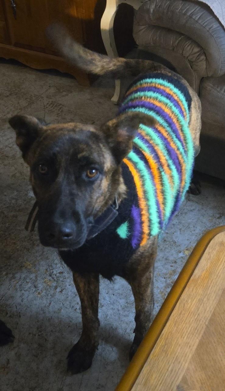 Enlarge Liesel, a Adopted mixed breed in Jamestown, ND image 2/2
