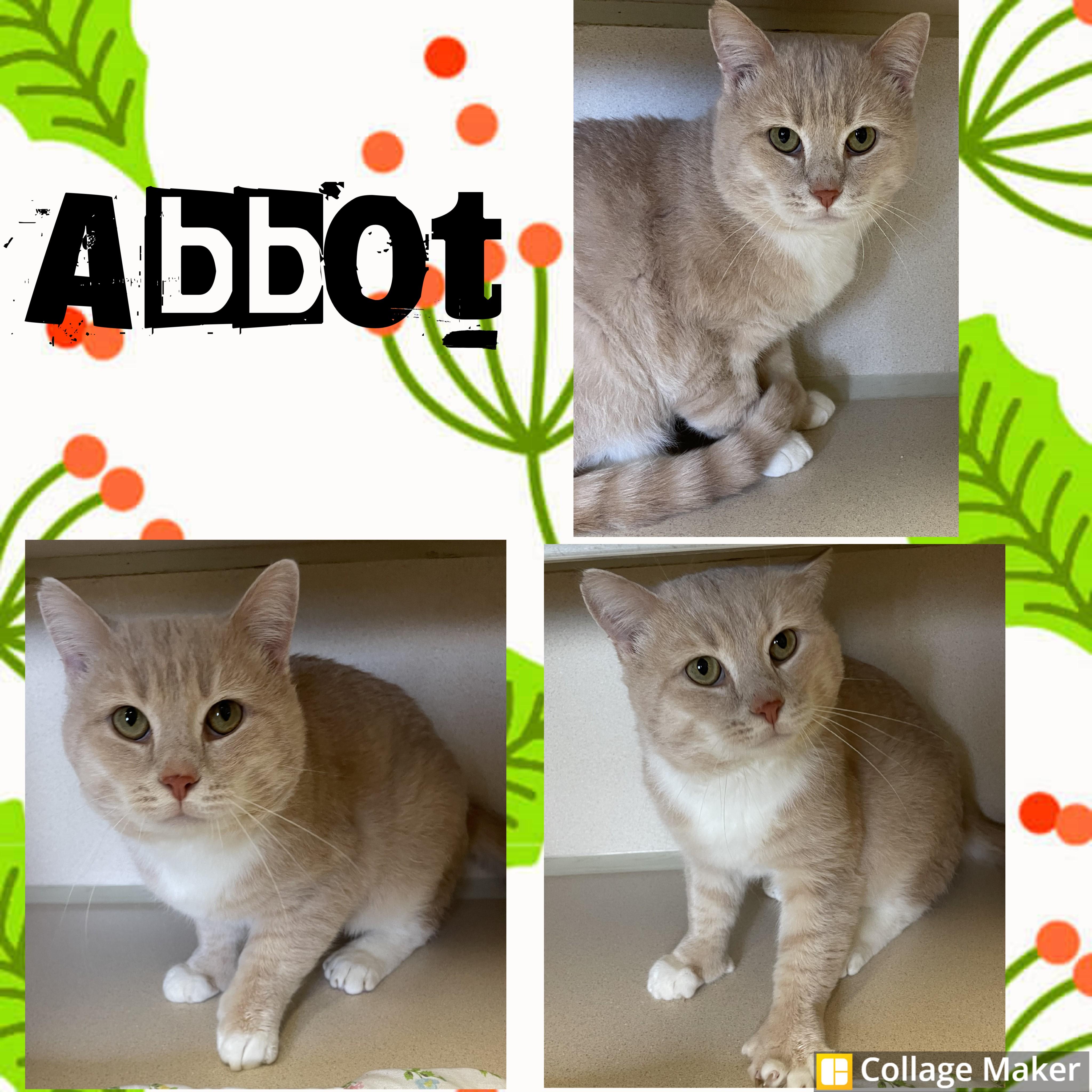 Abbot, Adoptable, Adult Male Domestic Short Hair.
