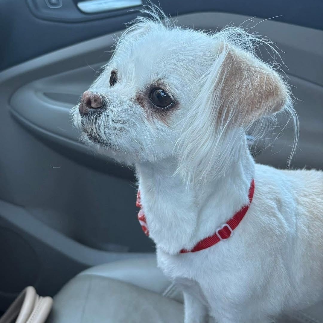 Sadie, adopted, Senior Female Shih Tzu & Chihuahua.