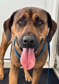 Enlarge Sharon, a Adoptable mixed breed in Hartford City, IN image 1/6