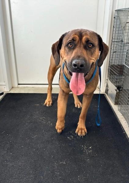 Sharon, Adoptable, Adult Female Hound & Rottweiler.