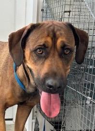 Sharon, a Adoptable mixed breed in Hartford City, IN image 2/6