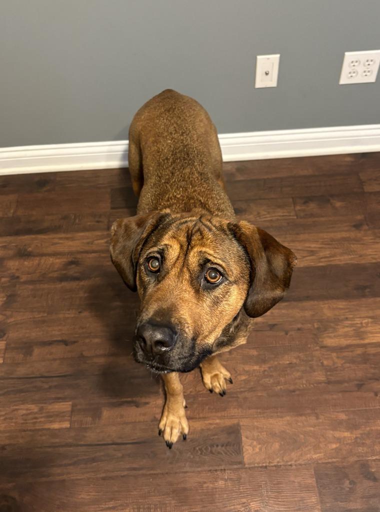 Sharon, a Adoptable mixed breed in Hartford City, IN image 3/6