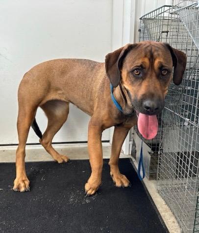 Sharon, a Adoptable mixed breed in Hartford City, IN image 4/6
