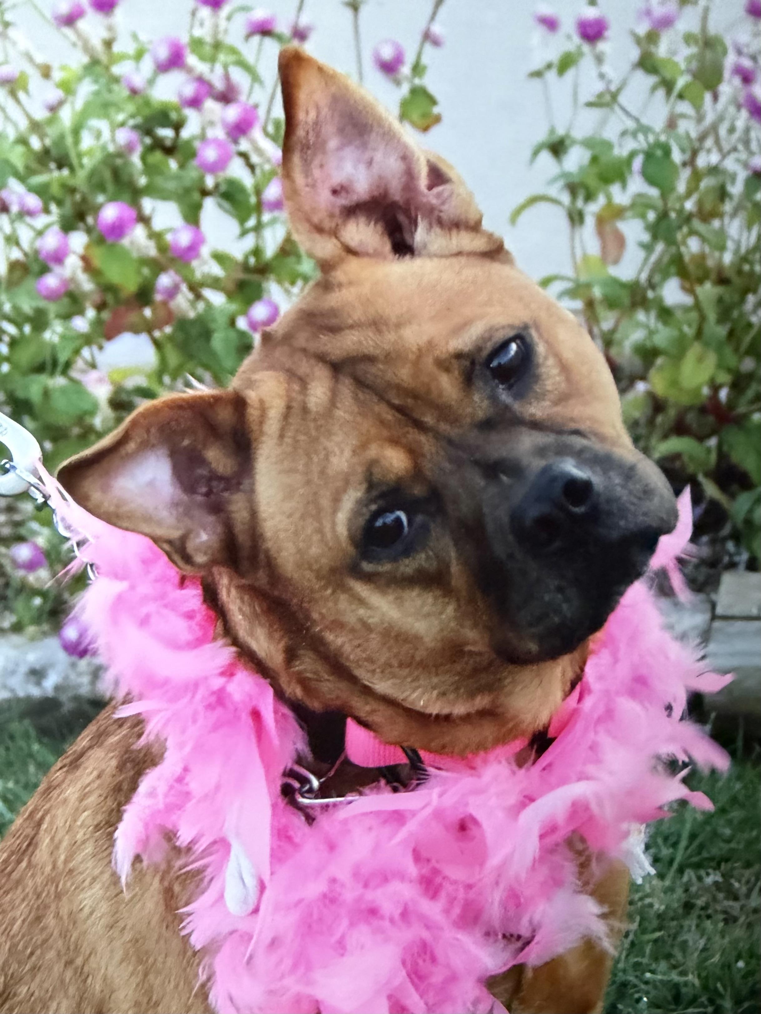 Enlarge Roxy/2, a Adoptable mixed breed in Hutchinson, KS image 1/1