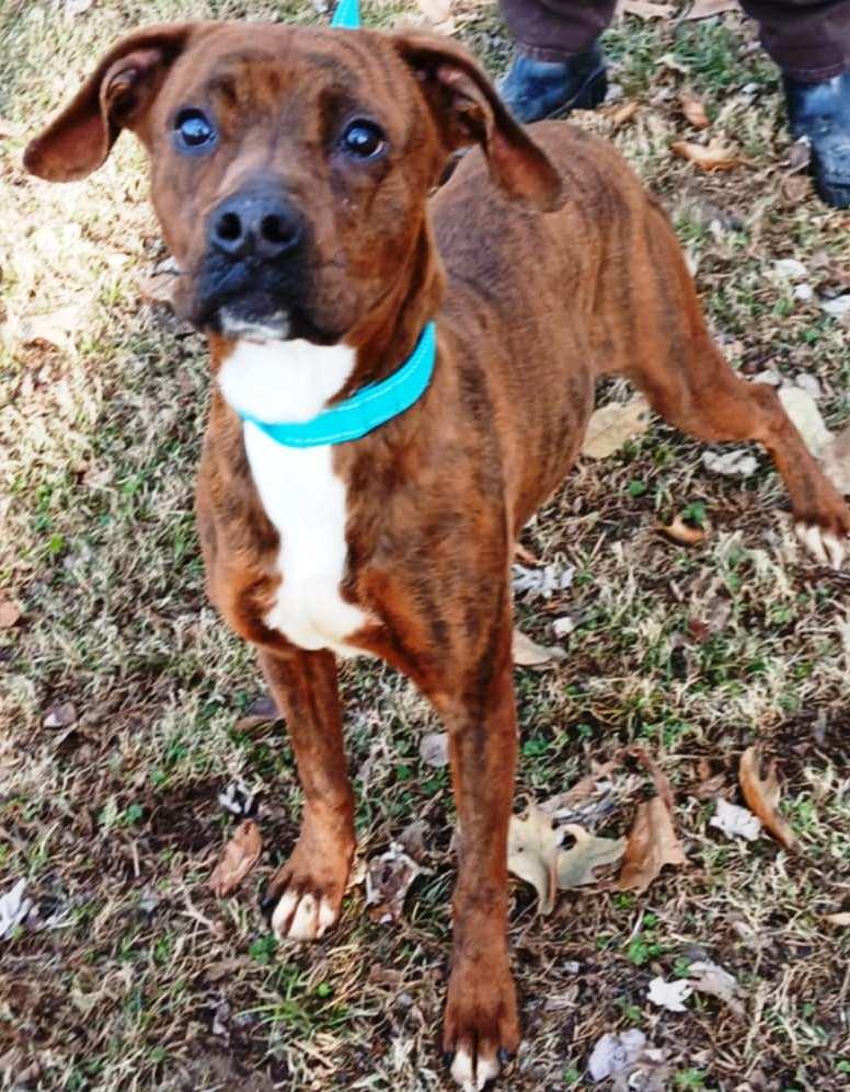 Barbie, Adoptable, Young Female Plott Hound.