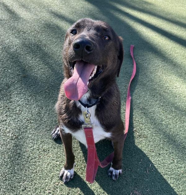 Enlarge Toby, a Adoptable mixed breed in Oceanside, CA image 1/2