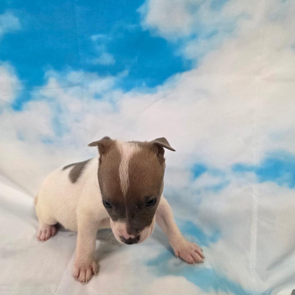 Slash, ADOPTABLE, Puppy Male Pit Bull Terrier & Border Collie.