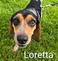 Enlarge Loretta, an adopted Beagle in Atco, NJ image 1/1