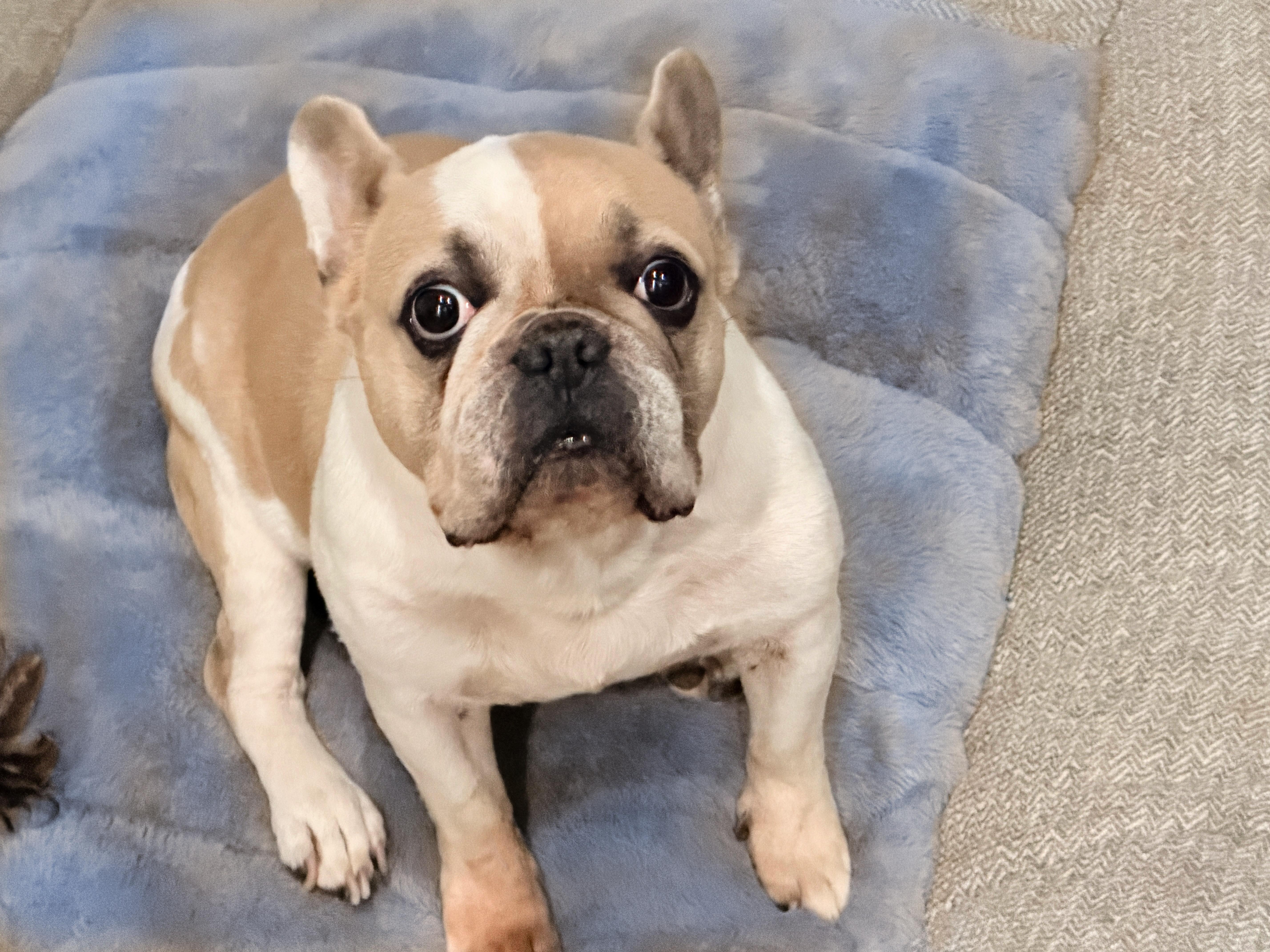 Enlarge Romy loves to cuddle, a ADOPTABLE French Bulldog in Redondo Beach, CA image 1/5