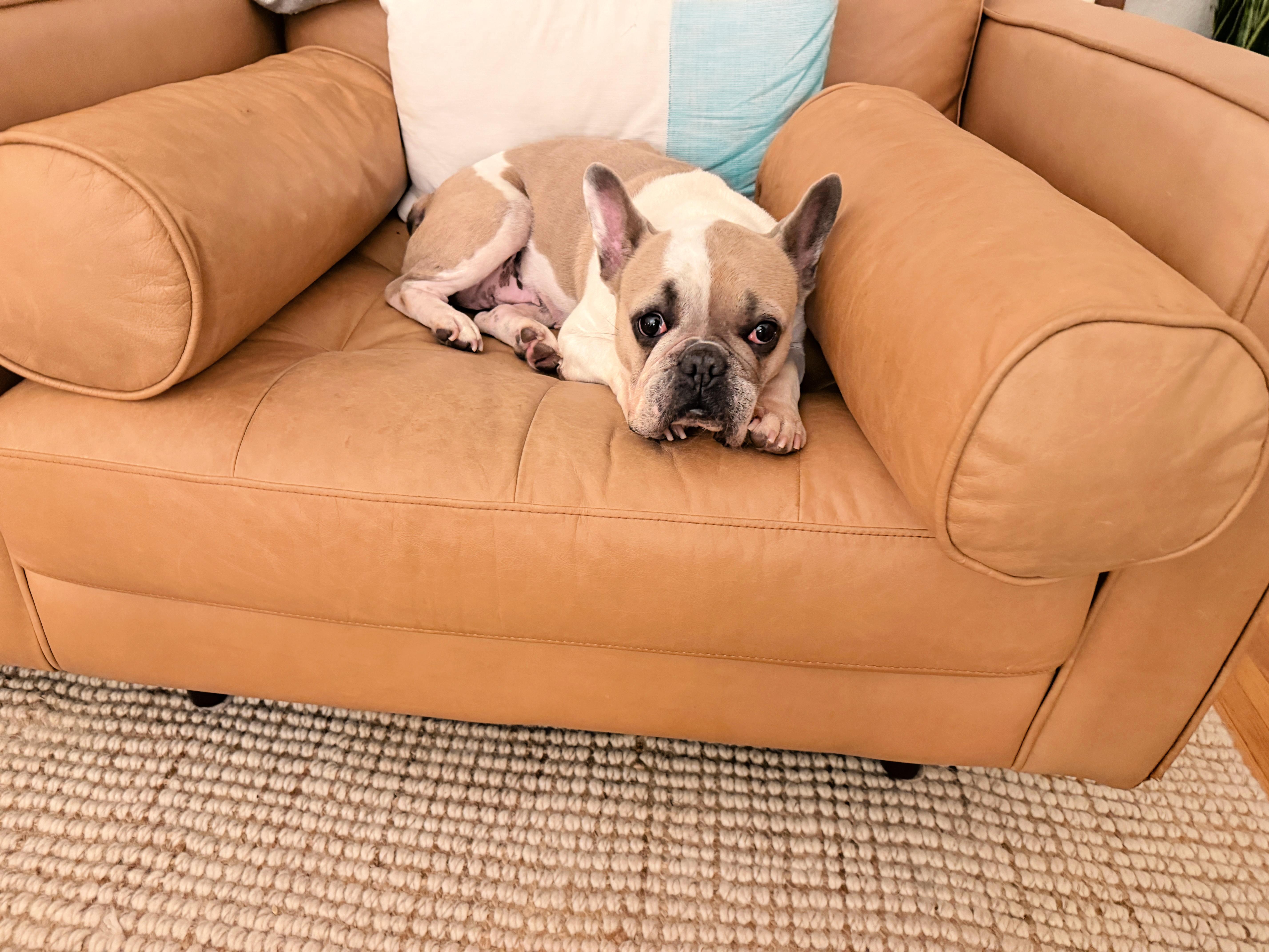 Enlarge Romy loves to cuddle, a ADOPTABLE French Bulldog in Redondo Beach, CA image 3/5