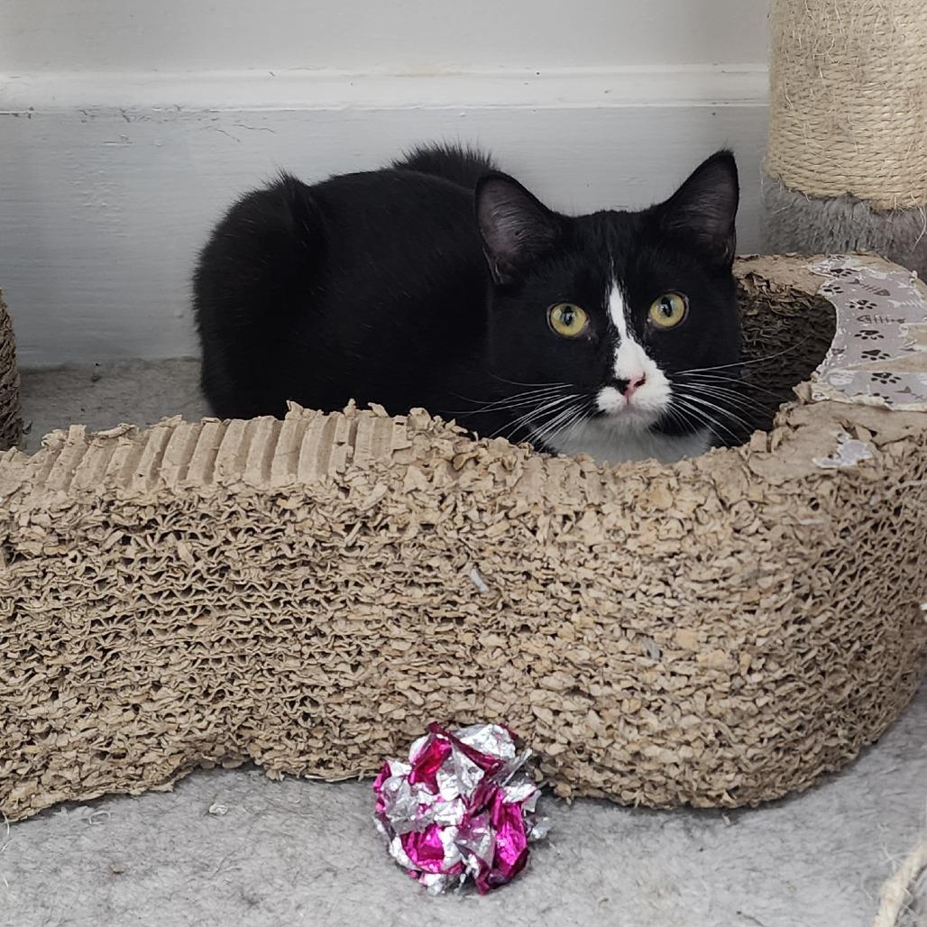 Violet, a Adoptable Domestic Short Hair in Evensville, TN image 1/3