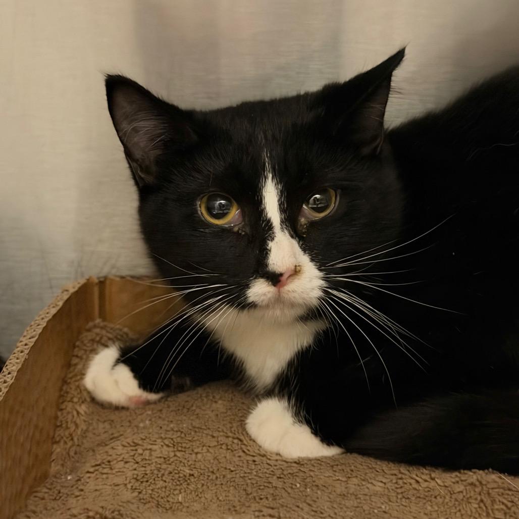 Violet, a Adoptable Domestic Short Hair in Evensville, TN image 3/3