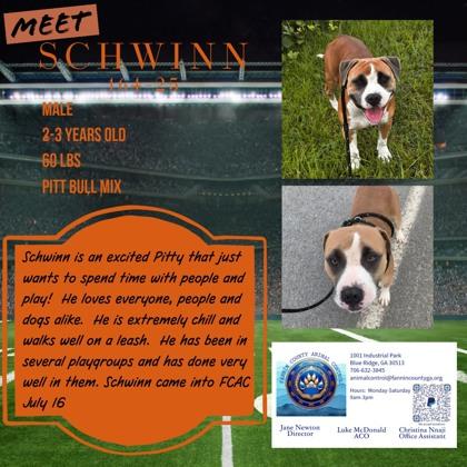 Schwinn, Adoptable, Young Male Pit Bull Terrier & Mixed Breed.