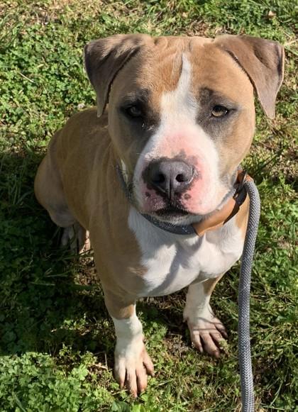 Enlarge Schwinn, a Adoptable mixed breed in Blue Ridge, GA image 2/3