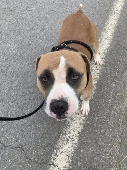 Schwinn, a Adoptable mixed breed in Blue Ridge, GA image 3/3
