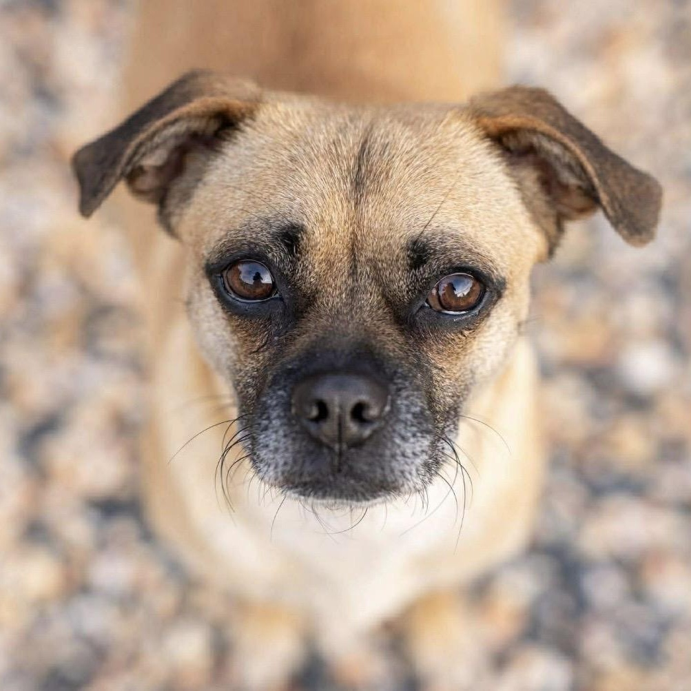Tipper, adoptable, Adult Female Pug.
