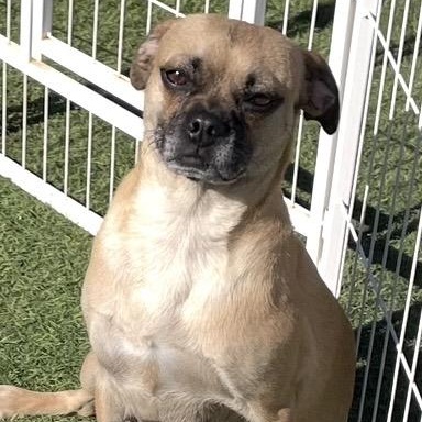 Tipper, adoptable, Adult Female Pug.