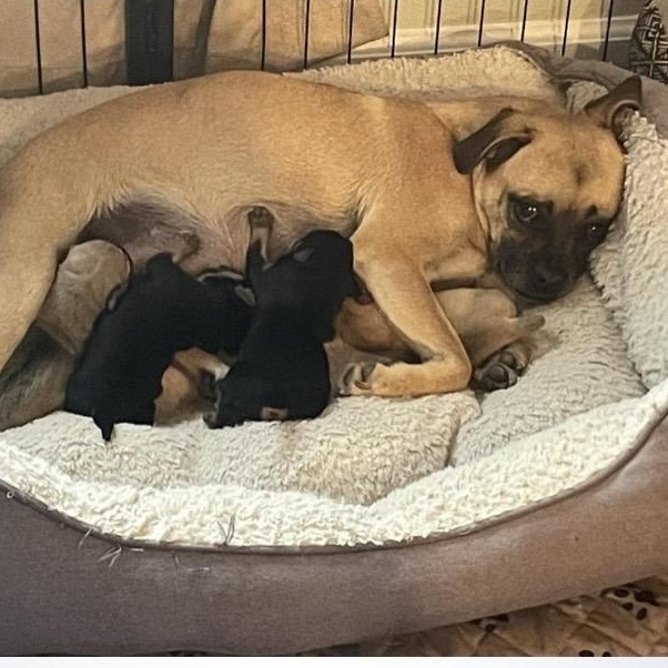 Enlarge Tipper, an adoptable mixed breed in Santa Rosa, CA image 2/2