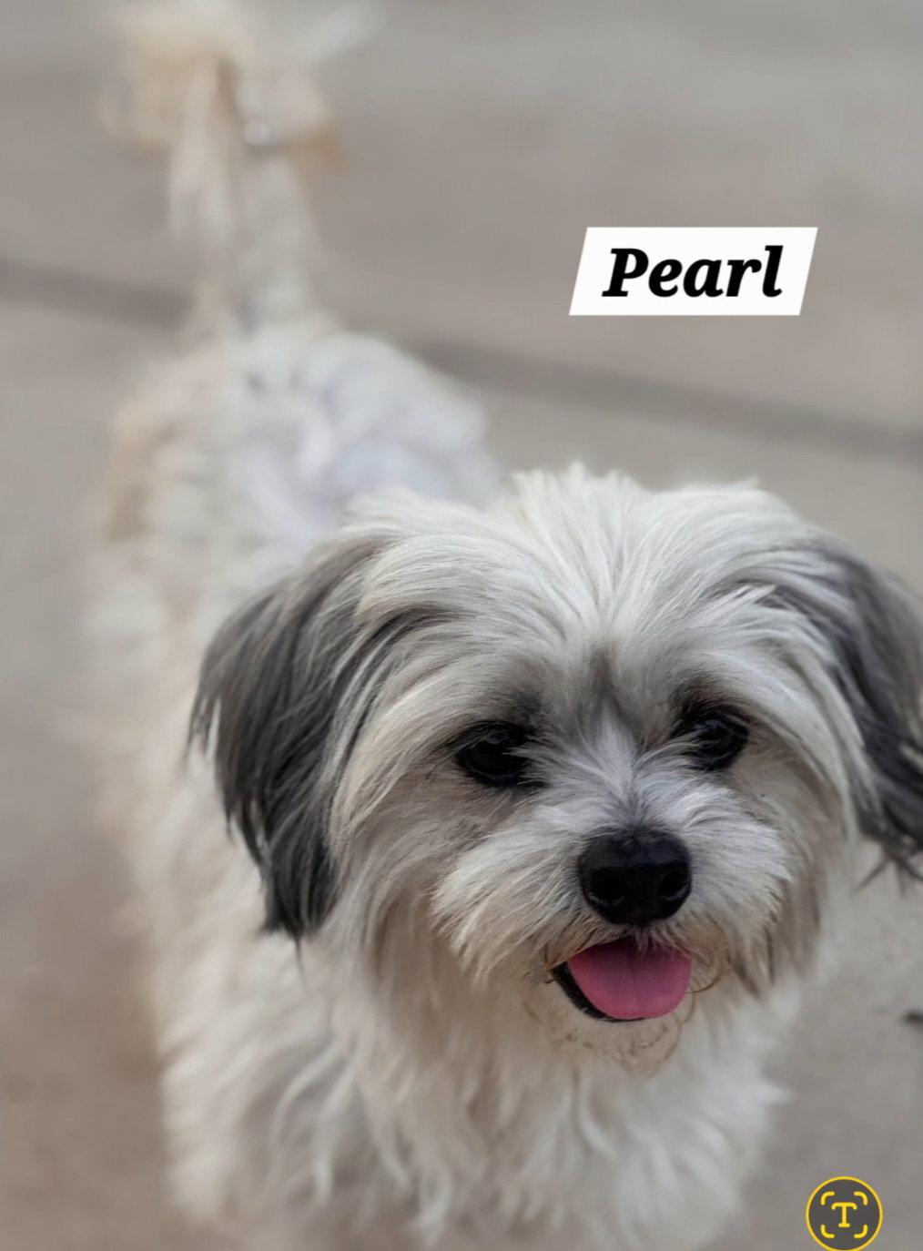 Pearl, a Adopted Havanese in Pipe Creek, TX image 1/3