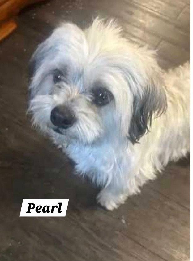 Pearl, a Adopted Havanese in Pipe Creek, TX image 2/3