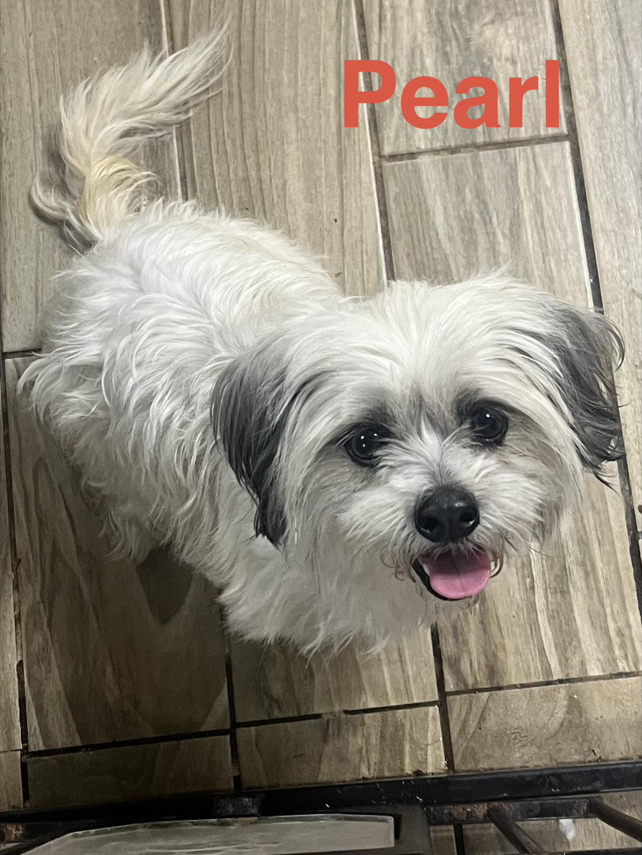 Pearl, a Adopted Havanese in Pipe Creek, TX image 3/3