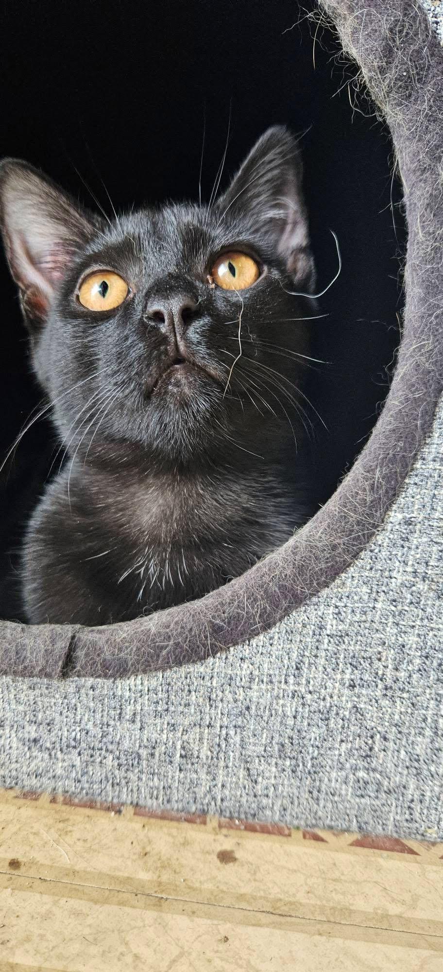 Abby, a Adoptable Domestic Short Hair in Kenosha, WI image 3/5