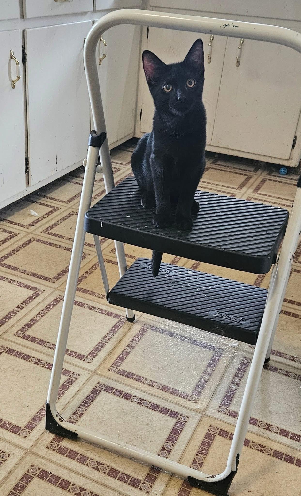 Abby, a Adoptable Domestic Short Hair in Kenosha, WI image 4/5