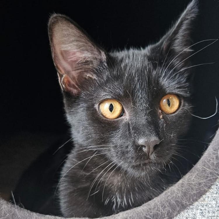 Abby, a Adoptable Domestic Short Hair in Kenosha, WI image 1/5