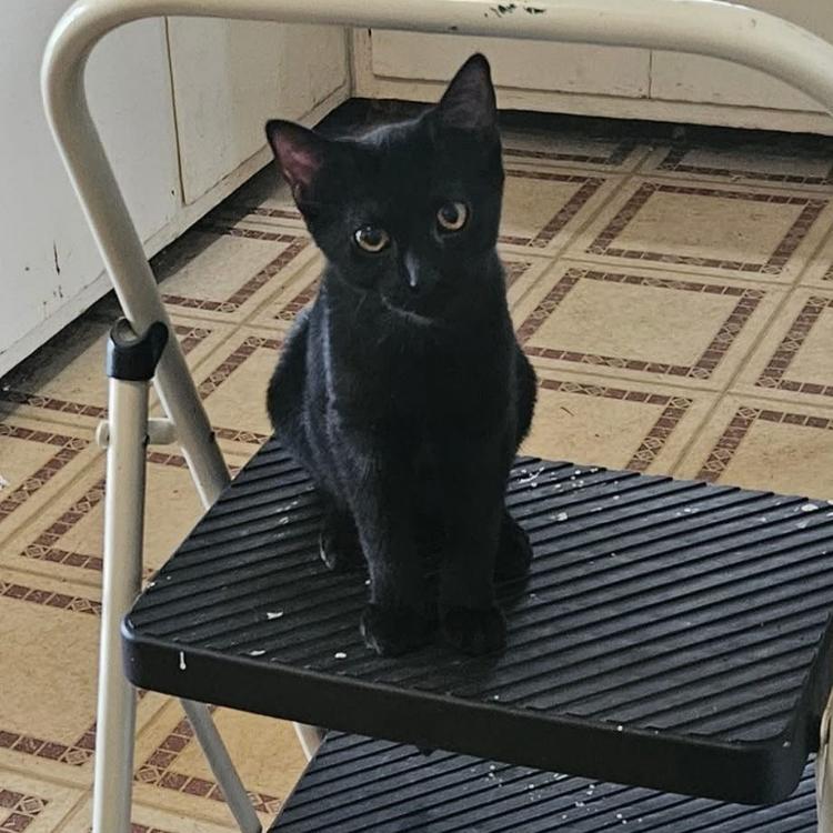 Abby, Adoptable, Young Female Domestic Short Hair.