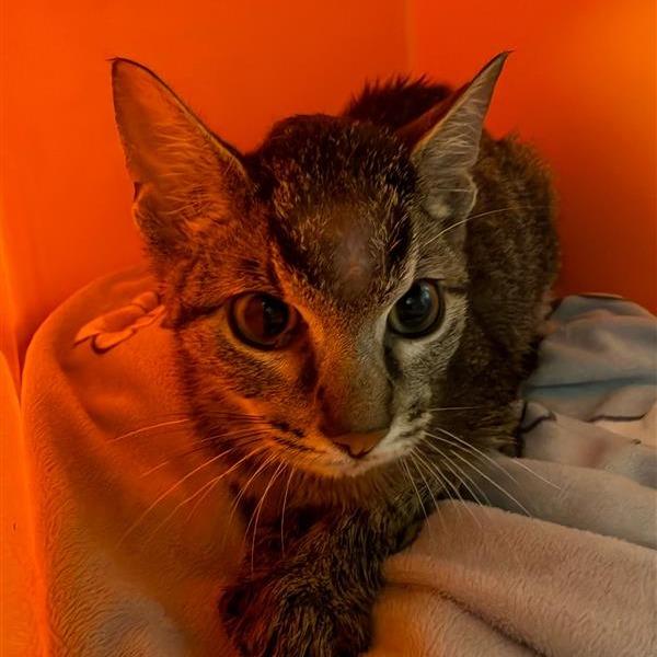 Grasshopper, Adoptable, Kitten Male Domestic Short Hair.