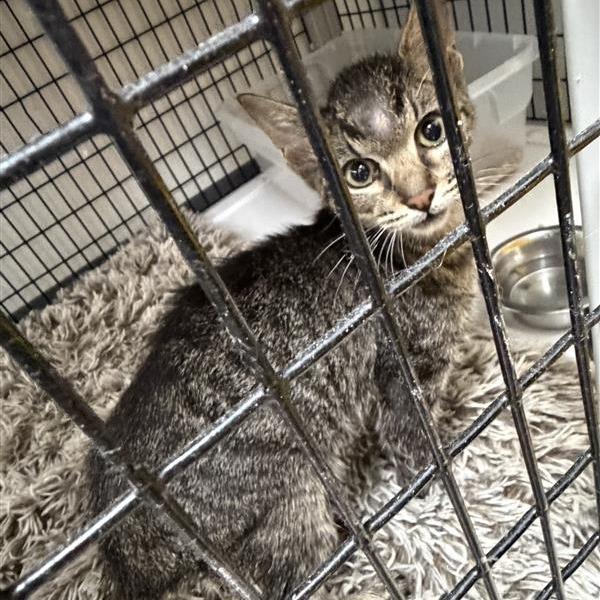 Enlarge Grasshopper, a Adoptable Domestic Short Hair in Houston, TX image 2/2