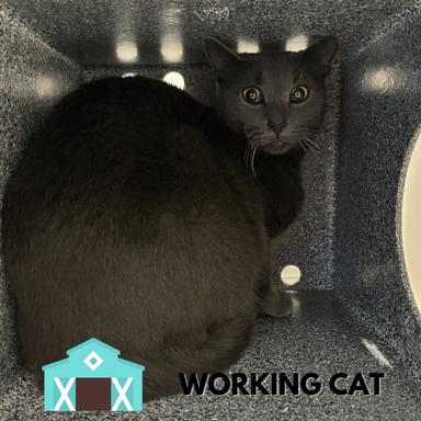 Enlarge McFlurry, a Adoptable Domestic Short Hair in Sarasota, FL image 1/2