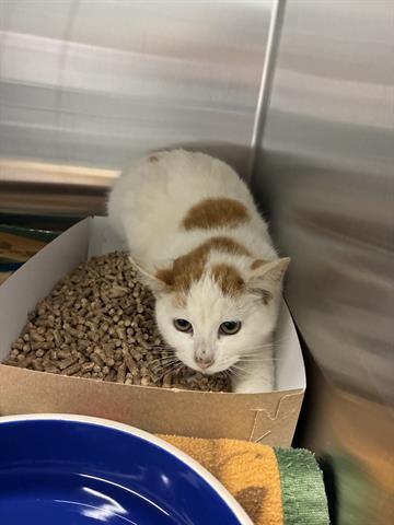 CHEDDAR, Adoptable, Young Male Domestic Short Hair.