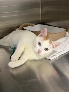 CHEDDAR, Adoptable, Young Male Domestic Short Hair.