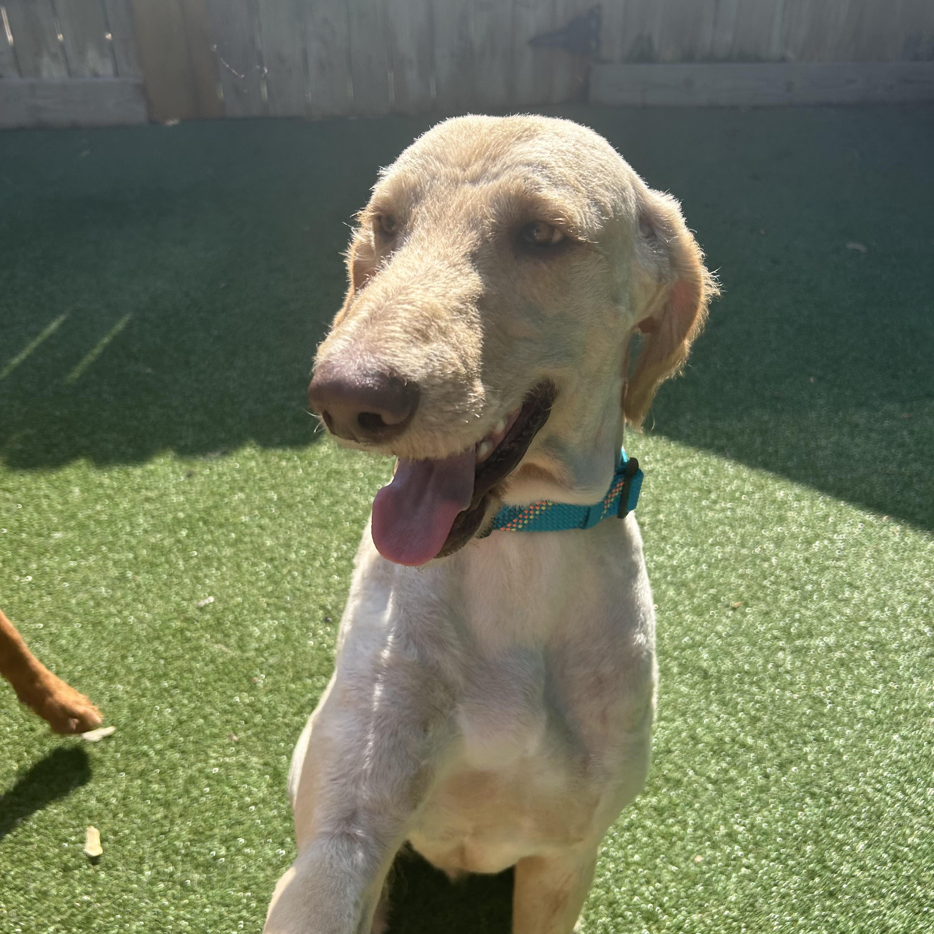 Enlarge Kobe, a ADOPTABLE mixed breed in Baker, LA image 2/6