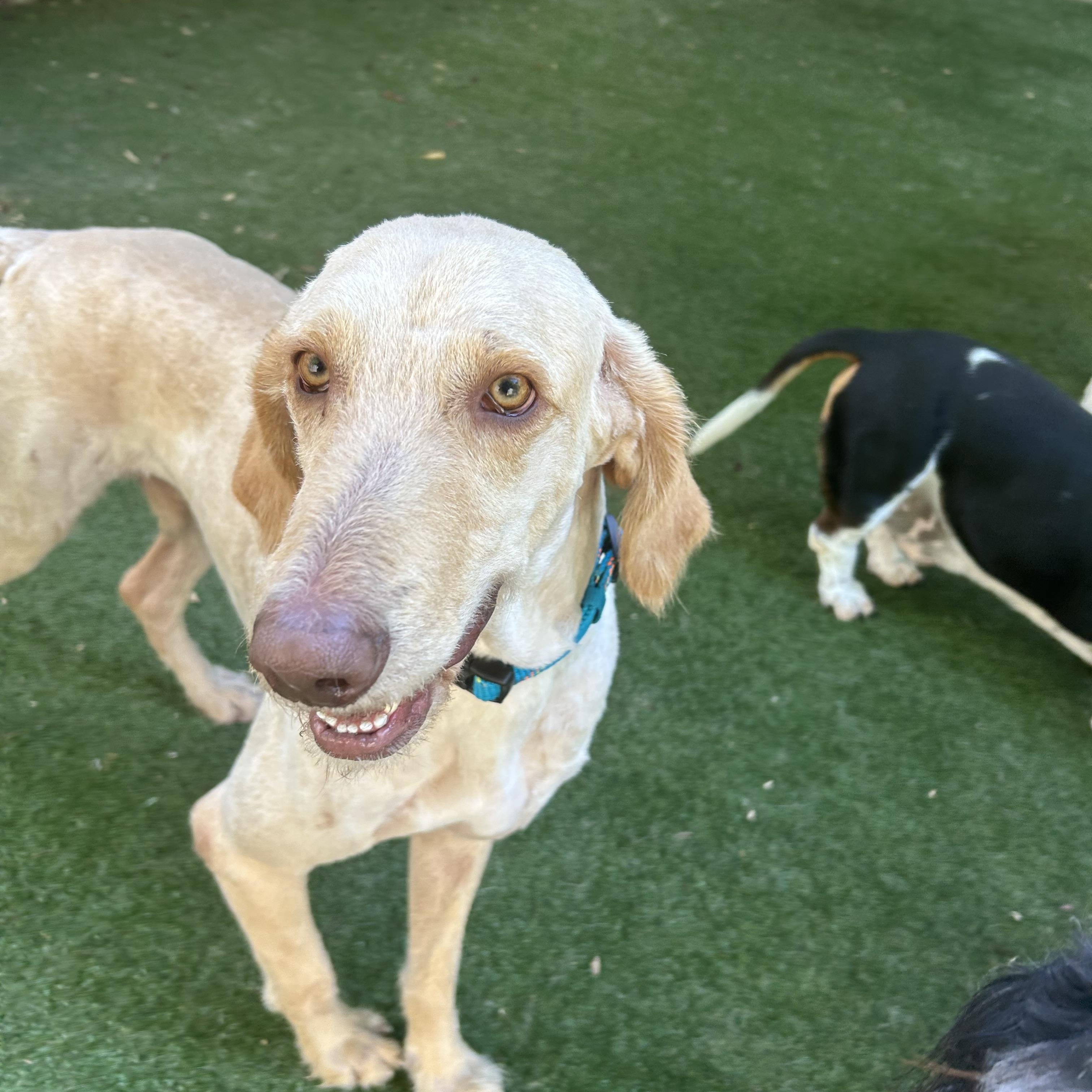 Enlarge Kobe, a ADOPTABLE mixed breed in Baker, LA image 6/6